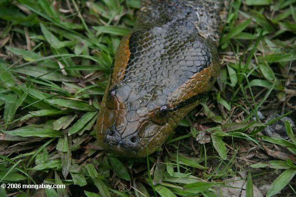 Headshot eines grünen anaconda (Eunectes murinus)