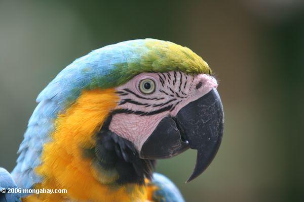Blaues und gelbes macaw (Ara ararauna)