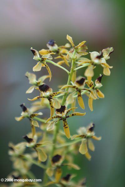 желтых и черных орхидей