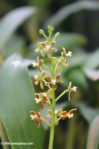 желтых и черных орхидей