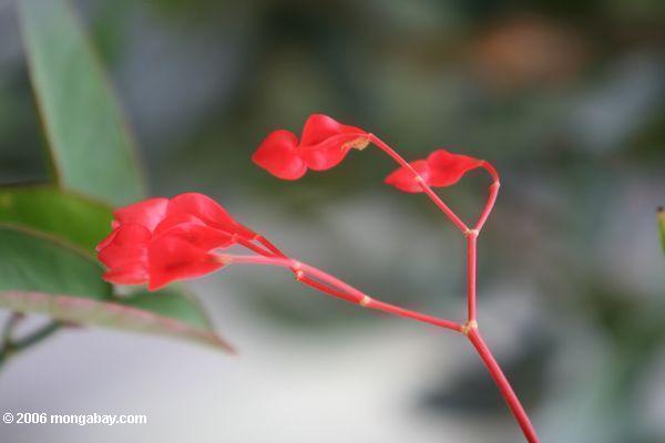 赤い唇の花