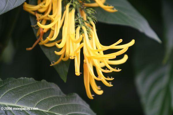 長い黄色の花