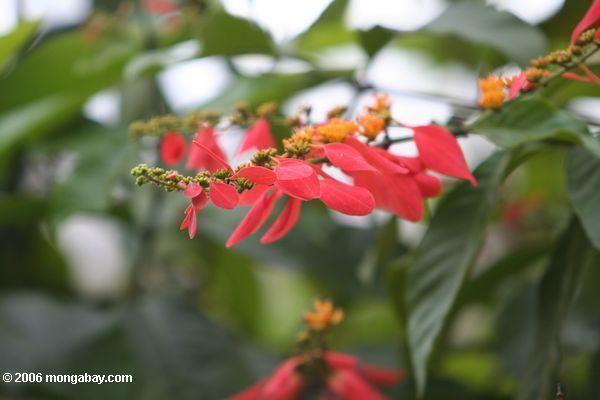 leafed-красный цветок