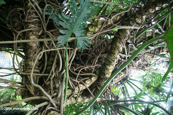 Verwirrtes Philodendron selloum verwurzelt