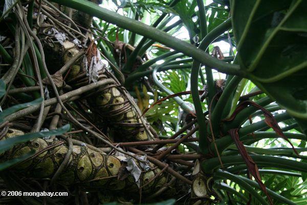 Verwirrte Wurzeln von Philodendron selloum errichtet