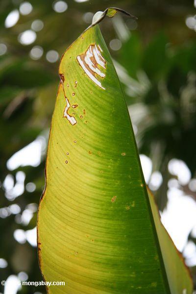 Heliconia Blatt