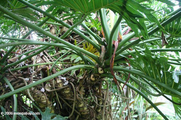 Verwirrte Wurzeln von Philodendron selloum