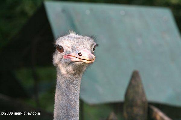 Ostrich-