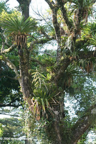 масс bromeliads в тропических деревьев