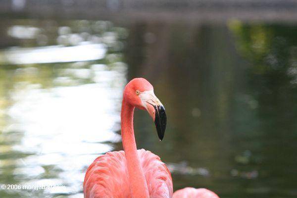 Rosafarbener Flamingo