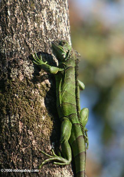 Iguane vert commun (iguane d'iguane) sur un tronc d'arbre dans la forêt tropicale d'Amazone