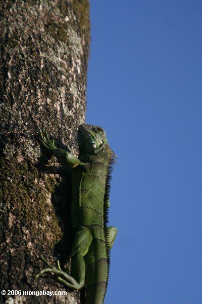Grüner Leguan auf einem Baumstamm im kolumbianischen Amazonas