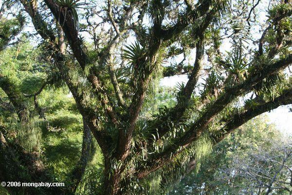 Überdachungbaum beladen mit epiphytes