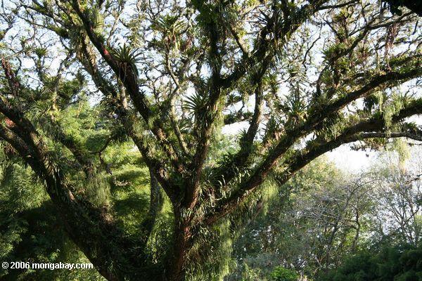 Überdachungbaum beladen mit Hunderten epiphytes