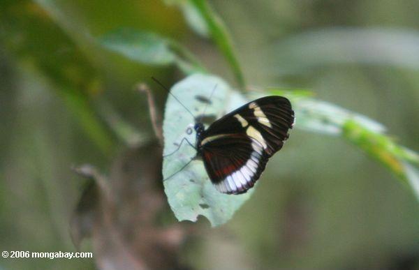 santuario otúnキンバヤでheliconius蝶