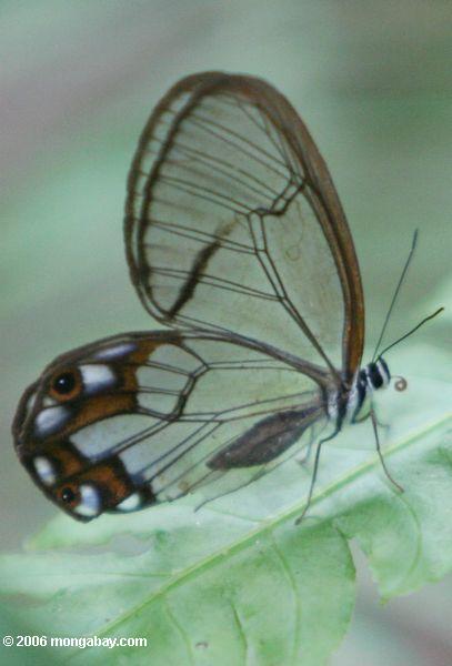 Transparenter Schmetterling (Pseudohaeterea hypaesia) in Kolumbien