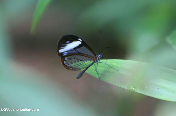 のnymphalidae家族（亜科ジャノメチョウ亜科）の透明な蝶