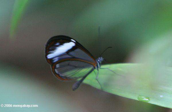 Satyrinid (Satyrinae) Schmetterling mit freien Flügeln