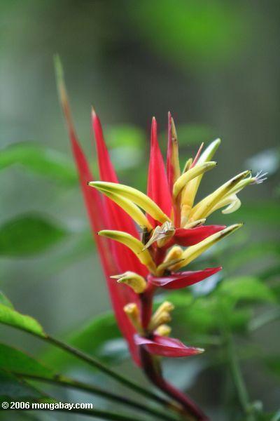 Rotes und gelbes Heliconia in Kolumbien