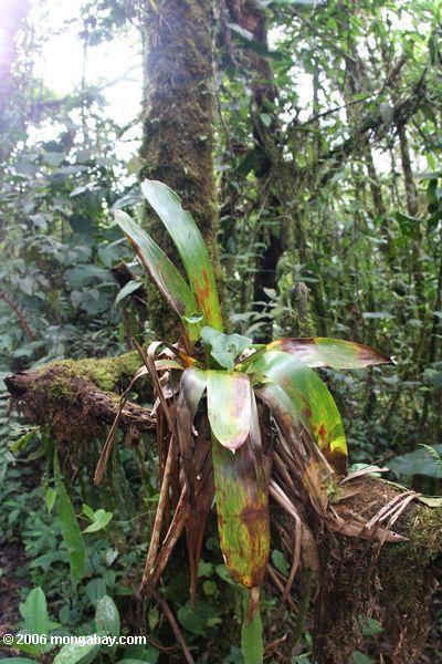 Bromeliad in einem kolumbianischen Wolke Wald