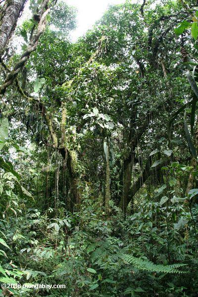 Wolke Wald in Kolumbien