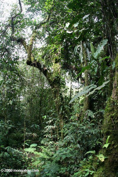 Kolumbianischer Wolke Wald von Santuario Otún Quimbaya