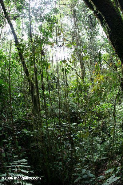 Epiphyte verwurzelt im Santuario Otún Quimbaya montane Wald