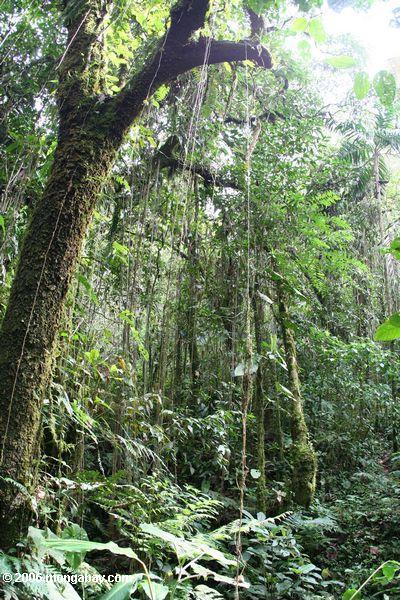 Hängende Reben in einem kolumbianischen Wolke Wald