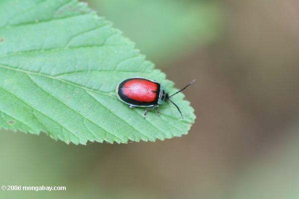 黒と赤の甲虫