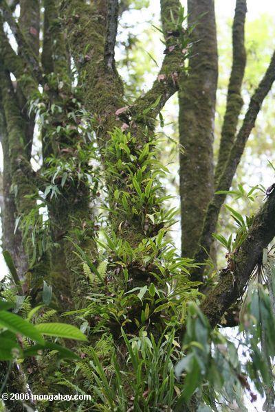 орхидеи, растущие из ствола дерева в колумбийском облако лес