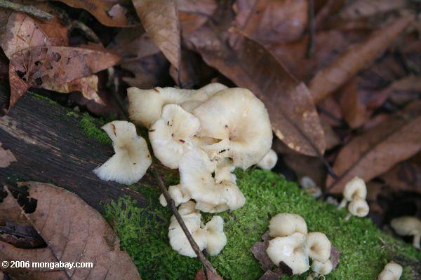 Weiße Pilze in einem kolumbianischen montane Wald