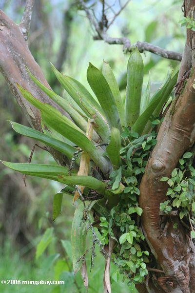 Behälter bromeliad in einem kolumbianischen montane Wald