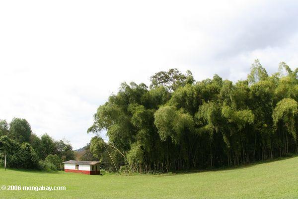 Bosque de bambu em Colômbia