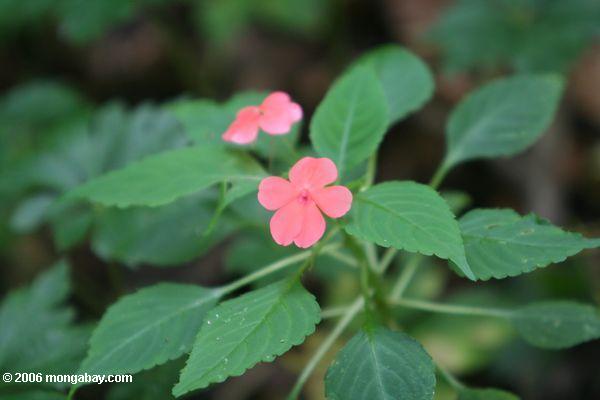 Flor cor-de-rosa comum na floresta do montane de Santuario Otún Quimbaya