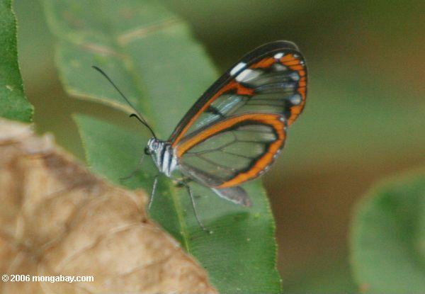 Transparent-winged Schmetterling mit den orange, schwarzen und weißen Markierungen