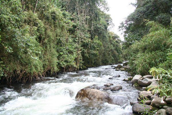 Otun Fluß, wie er einen kolumbianischen montane Wald Pereira