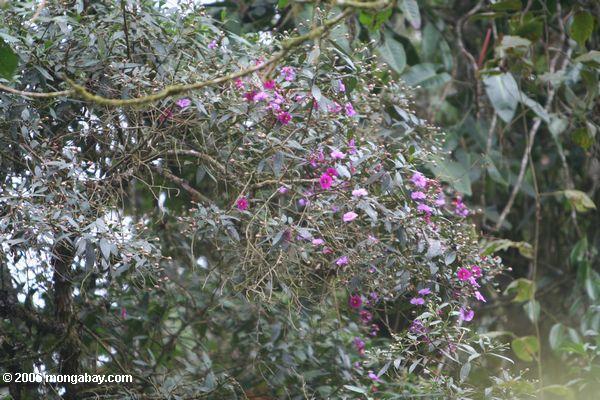 Fuschia-farbige Blumen
