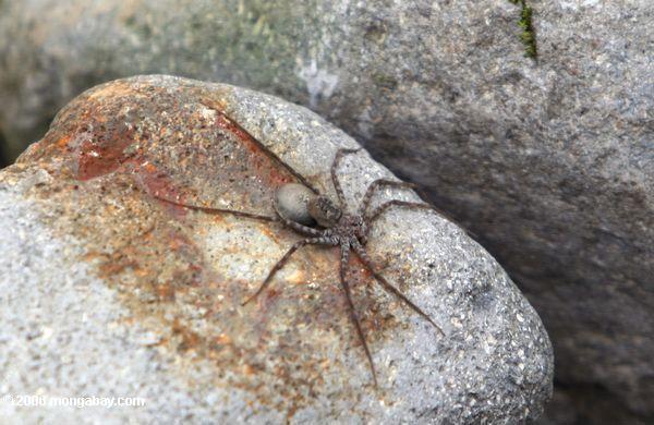 рыболовные паука в Колумбии