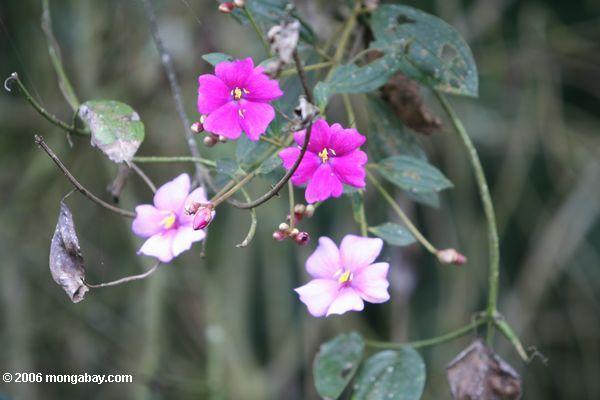 Fuschia-farbige Blumen in Kolumbien