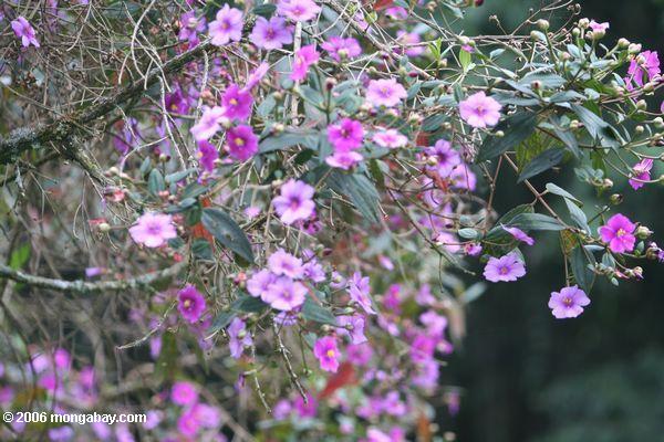 flores Fuschia-coloridas