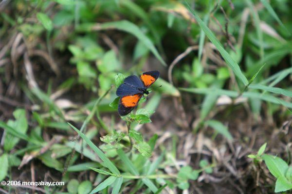 黒とオレンジ色の蝶