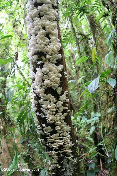 Weiße Pilze auf einem rainforest Baumstamm