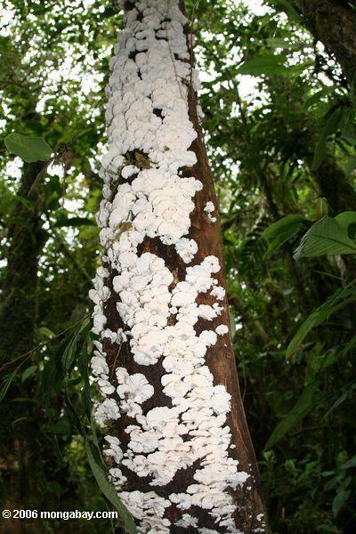 Fungos brancos em um tronco da árvore