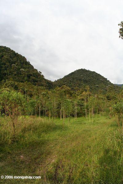 Projeto do Reforestation em Colômbia