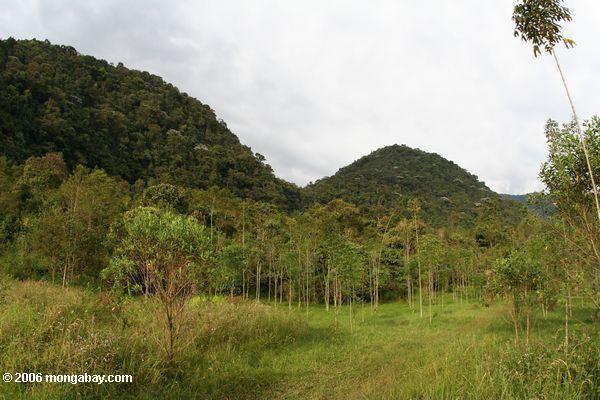 Baum-Errichten des Projektes in Kolumbien