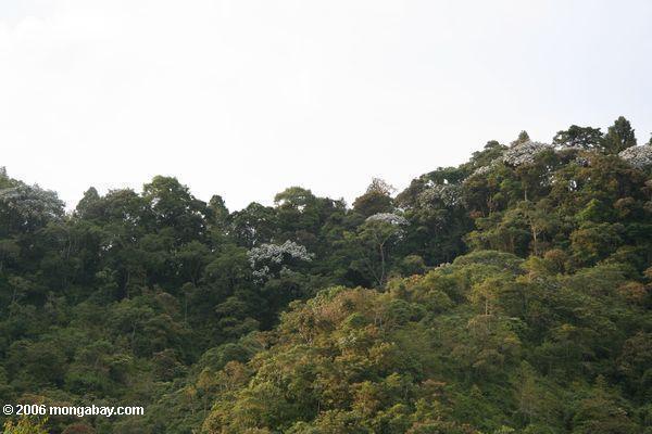 навес деревьев в Santuario otún quimbaya