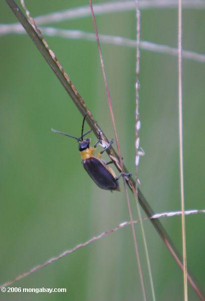 Gelber Käfer, der ein Blatt des Grases Pereira