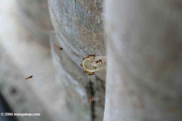 Ninho das vespas