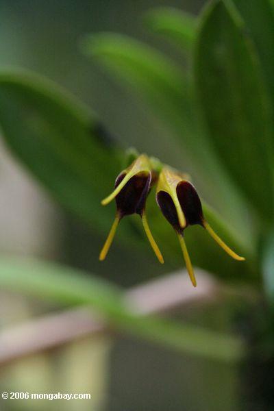 желтого и фиолетового орхидея