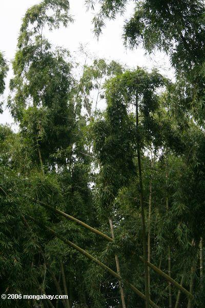 Riesiger Bambus an den botanischen Gärten in Pereira